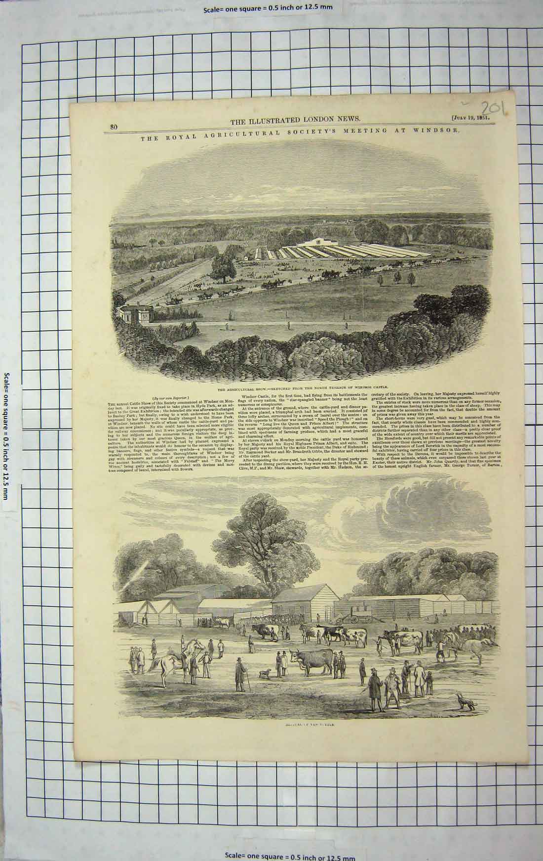 Original Old Antique Print 1851 Royal Agricultural Show Windsor Castle Cattle