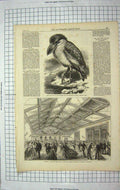 Old Antique Print 1867 Boat-Bill Bird Drill-Hall Edinburgh Lothian Army 19th