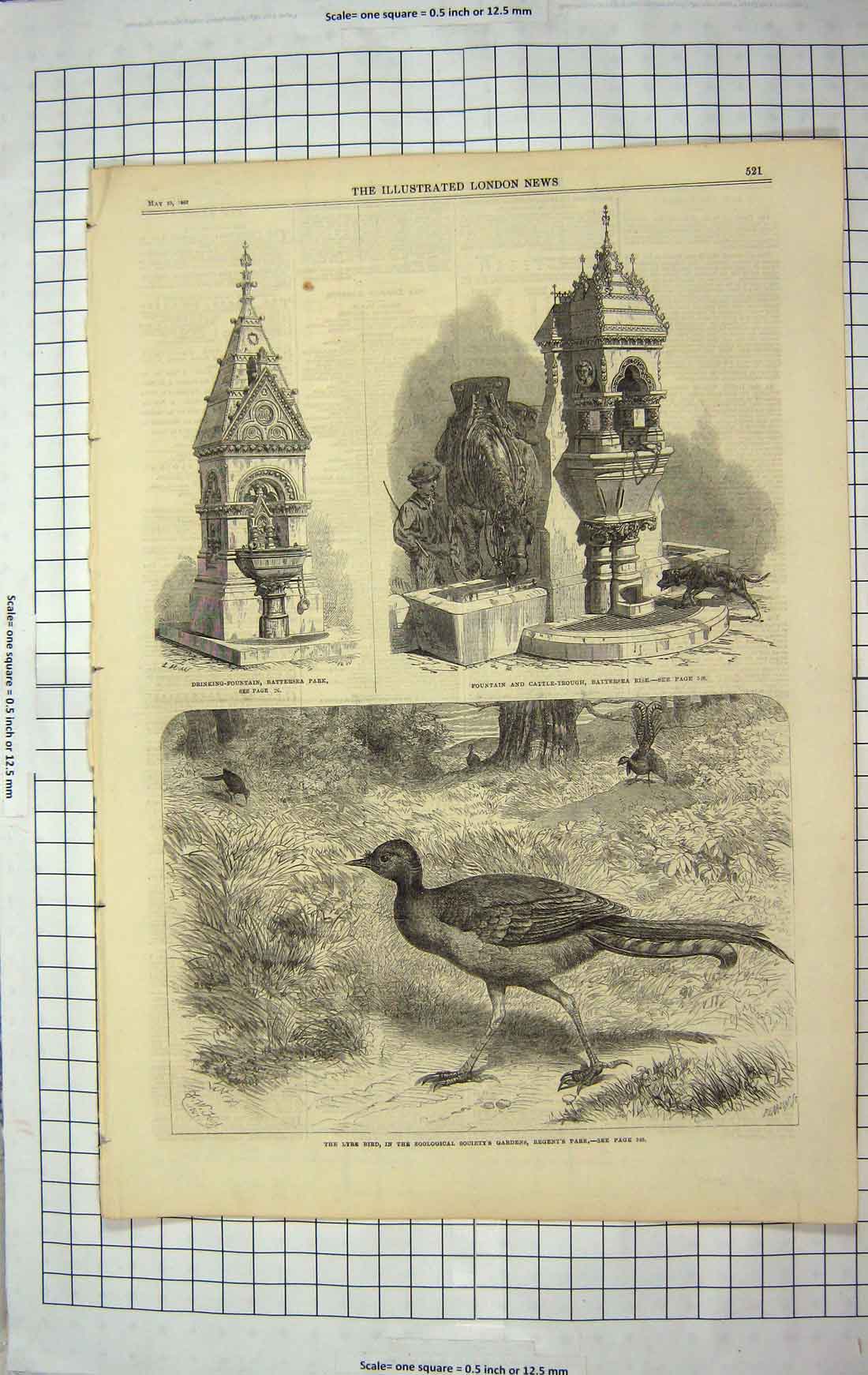 Old Antique Print 1867 Lyre Bird Drinking Fountain Battersea Park Trough 19th