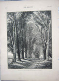 Original Old Antique Print 1873 Fine Art Creswick Avenue Trees Woods Birds 19th