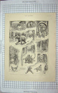 Original Old Antique Print 1898 Police Commissioner Elephant Comedy Scene 19th