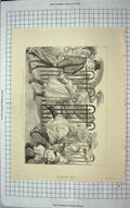 Old Antique Print 1894 Zoological Gardens Feeding Time Children Renouard 19th