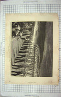 Original Old Antique Print 1894 Queen Aldershot Grand Military Tattoo War Siers
