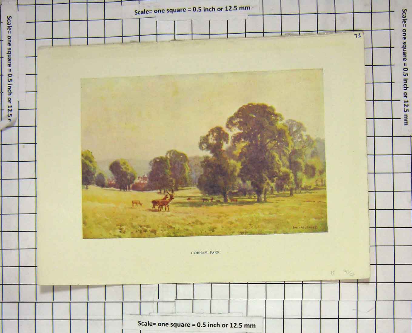 Original Old Antique Print Colour View Cobham Park Deer Stags Haslehust