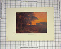Original Old Antique Print Colour Sunset View Among Pines Trees Forest