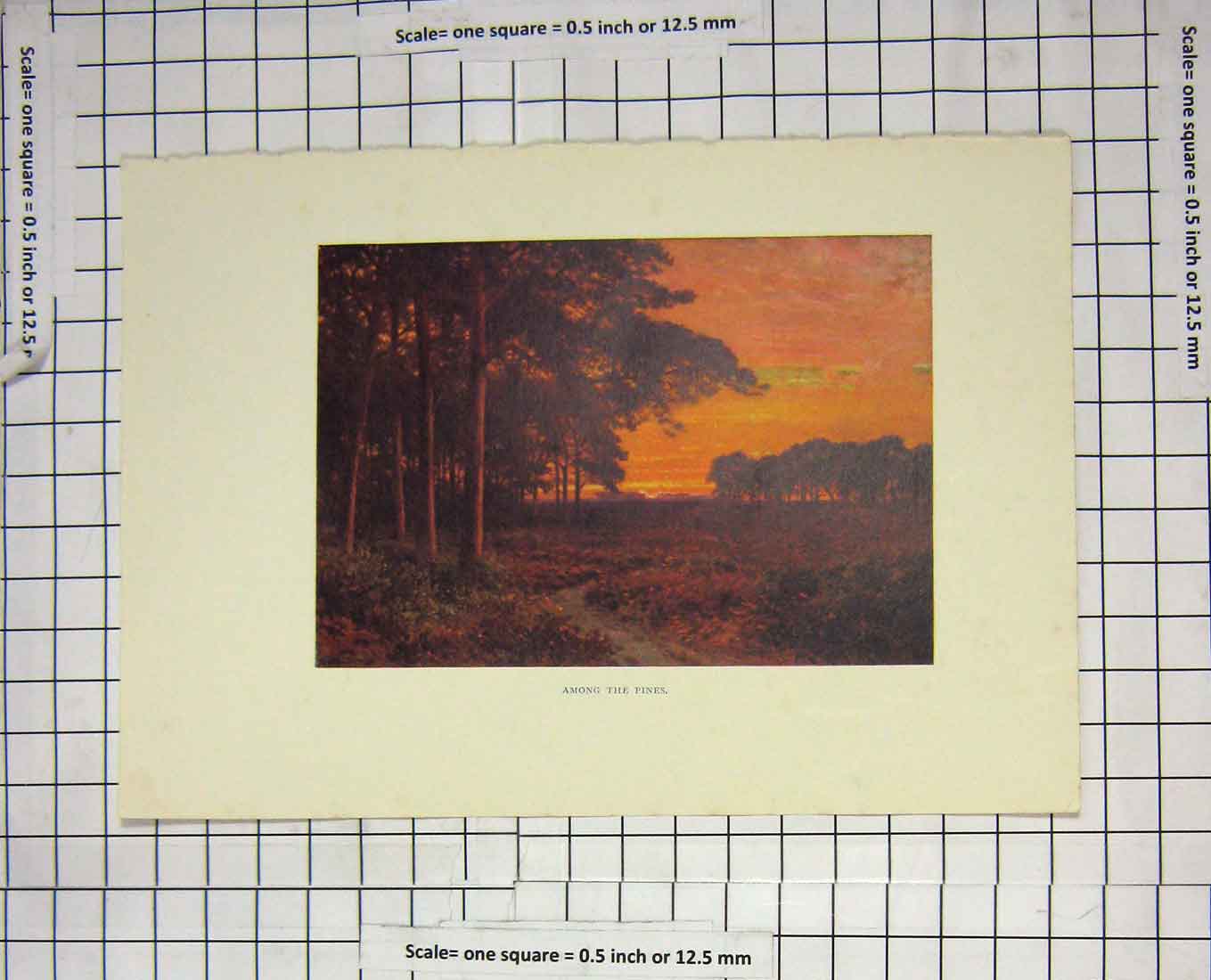 Original Old Antique Print Colour Sunset View Among Pines Trees Forest