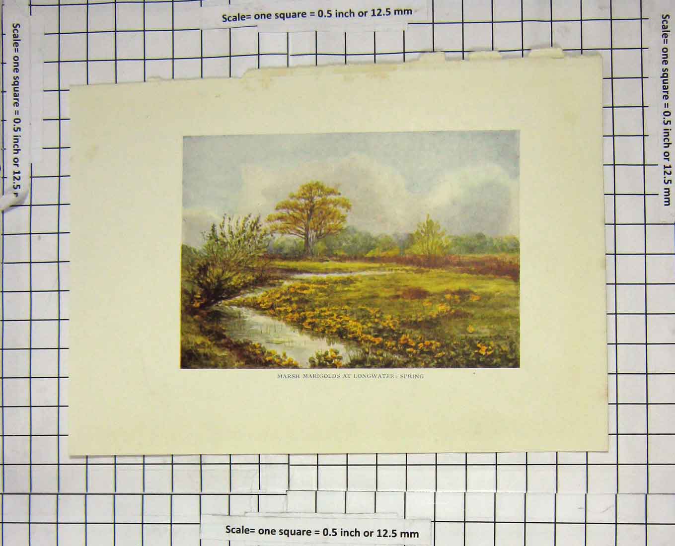 Original Old Antique Print Colour Marsh Marigs Longwater England