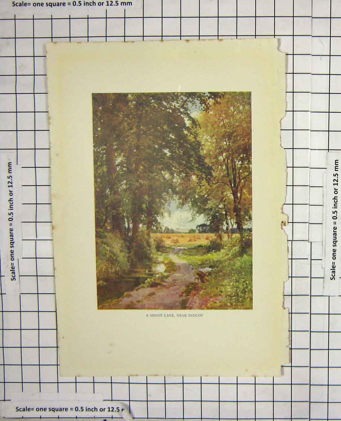 Original Old Antique Print Colour View Shady Lane Didcot Trees Palmer
