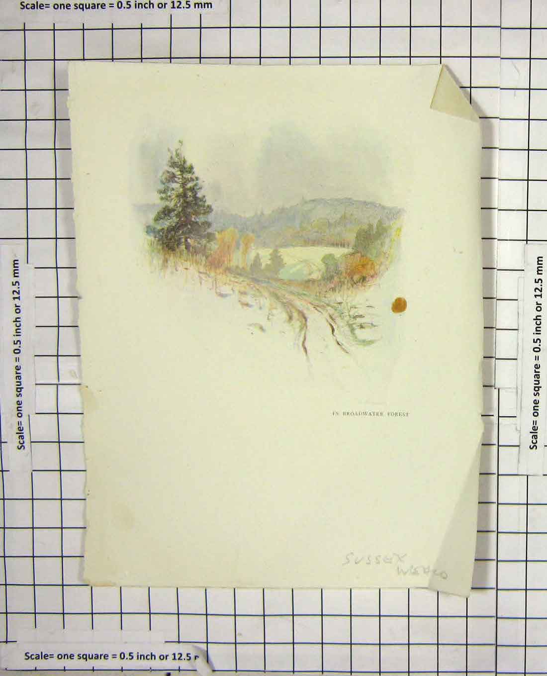 Original Old Antique Print Colour View Broadwater Forest Sussex England 19th