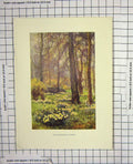 Original Old Antique Print Colour Wilderness Spring Trees Flowers Nature 20th