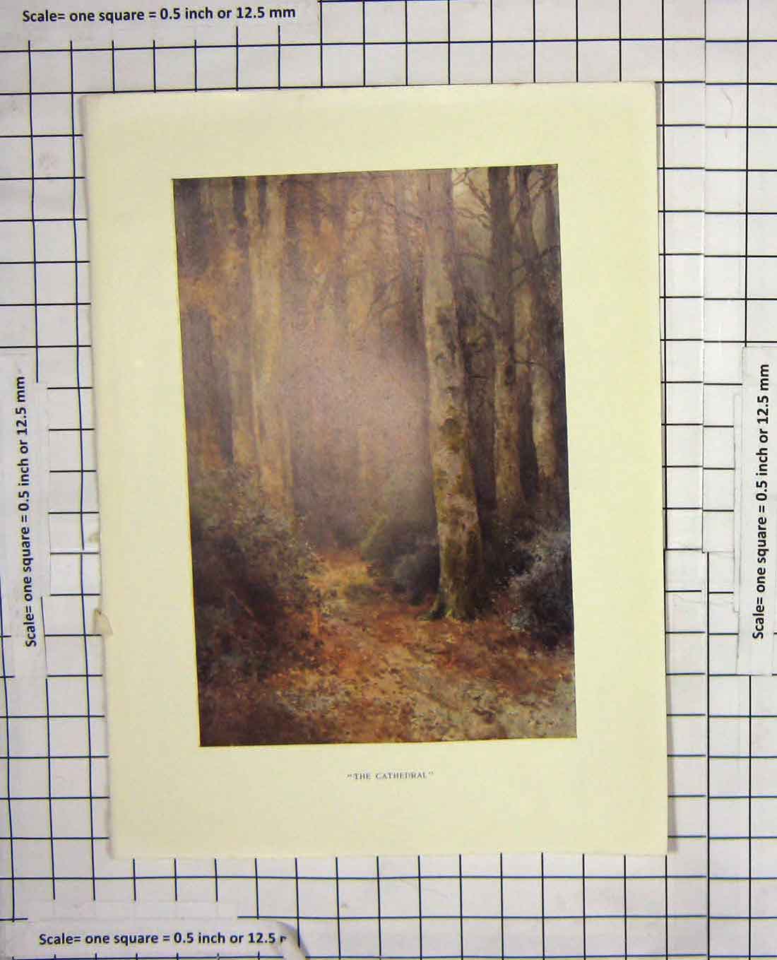 Original Old Antique Print Colour Countryside Trees Forest Nature Wood 20th