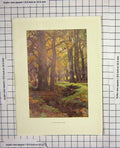Original Old Antique Print Haslehust Colour Mallard Wood Trees Forest