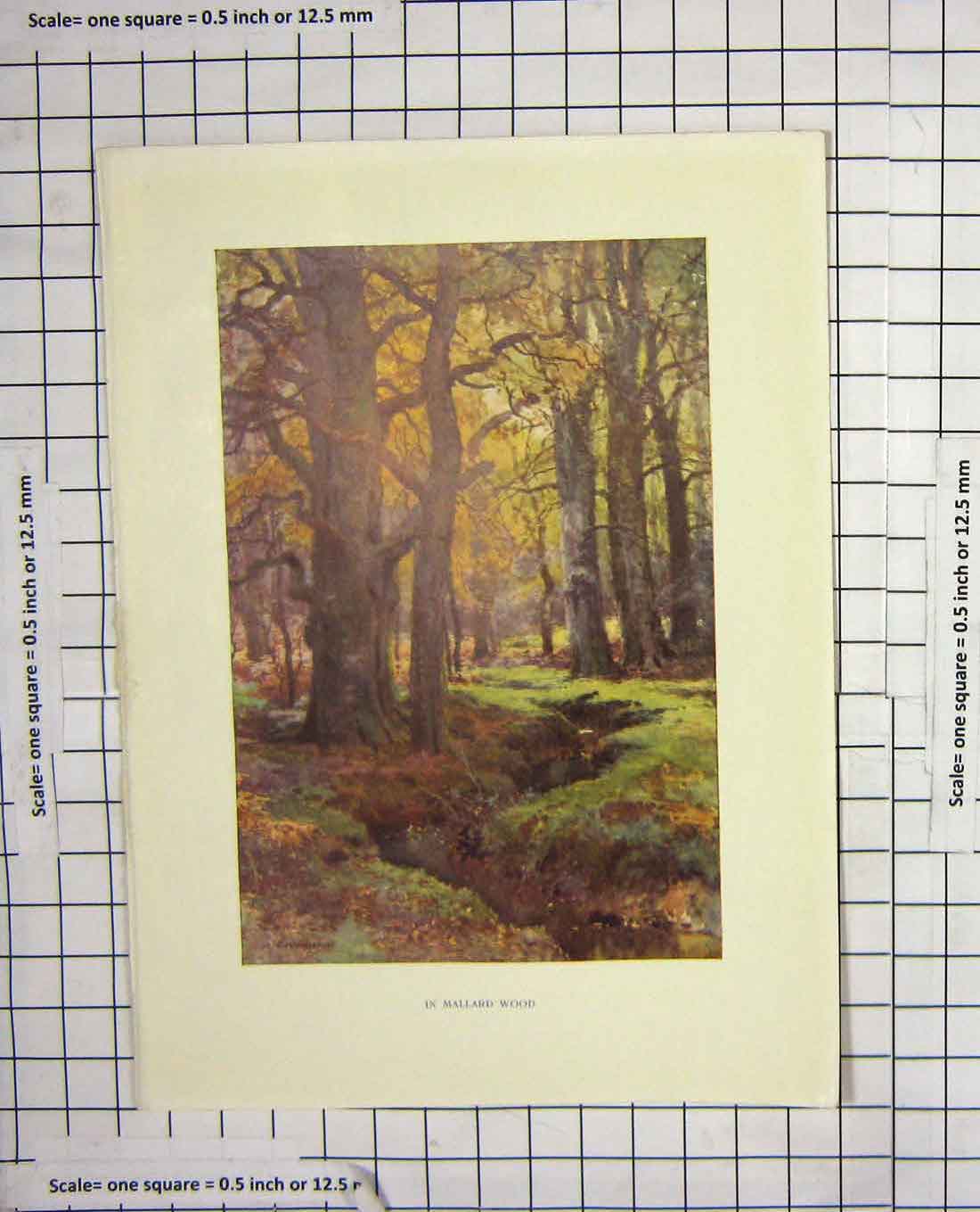 Original Old Antique Print Haslehust Colour Mallard Wood Trees Forest