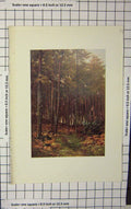 Original Old Antique Print Colour Trees Wood Forest Nature