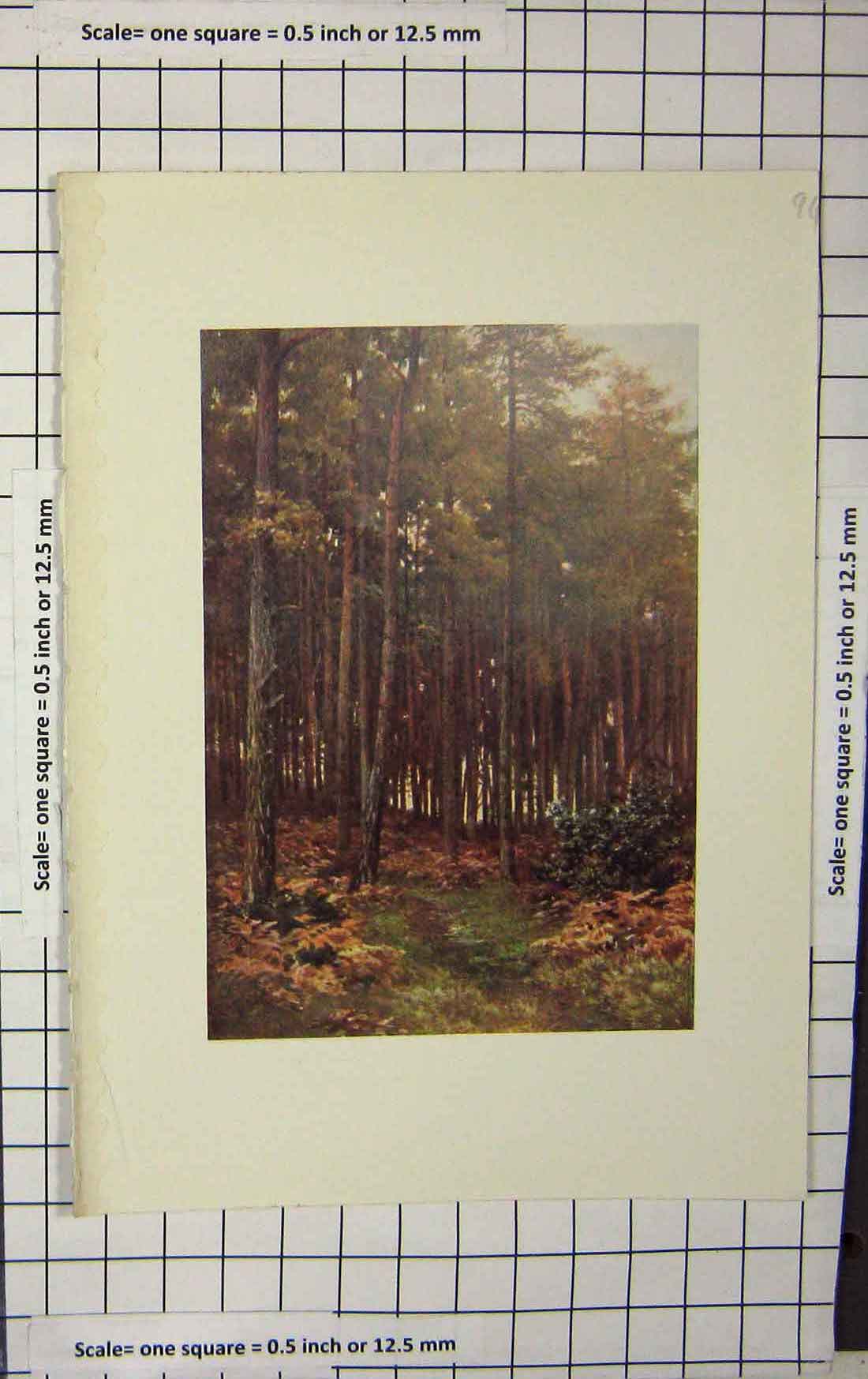 Original Old Antique Print Colour Trees Wood Forest Nature
