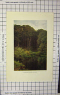 Original Old Antique Print Colour Woodland Depths Wotton River Trees