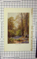 Original Old Antique Print Colour Bluebells Ripley Trees Forest Flowers