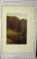 Original Old Antique Print Ref.908 Colour Woodland Depths Wotton River Trees