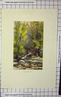 Original Old Antique Print Colour Chudleigh Glen River Trees