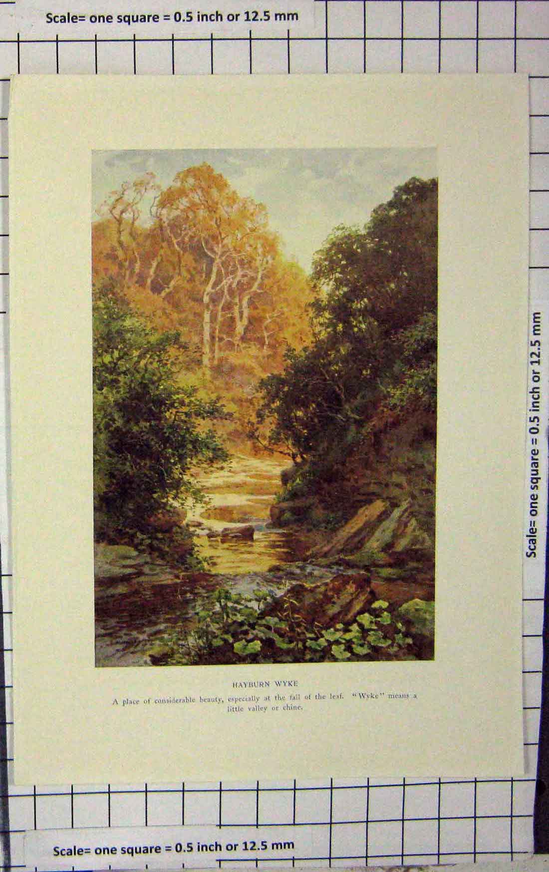 Original Old Antique Print Haslehust Colour View Hayburn Wyke River Trees 19th