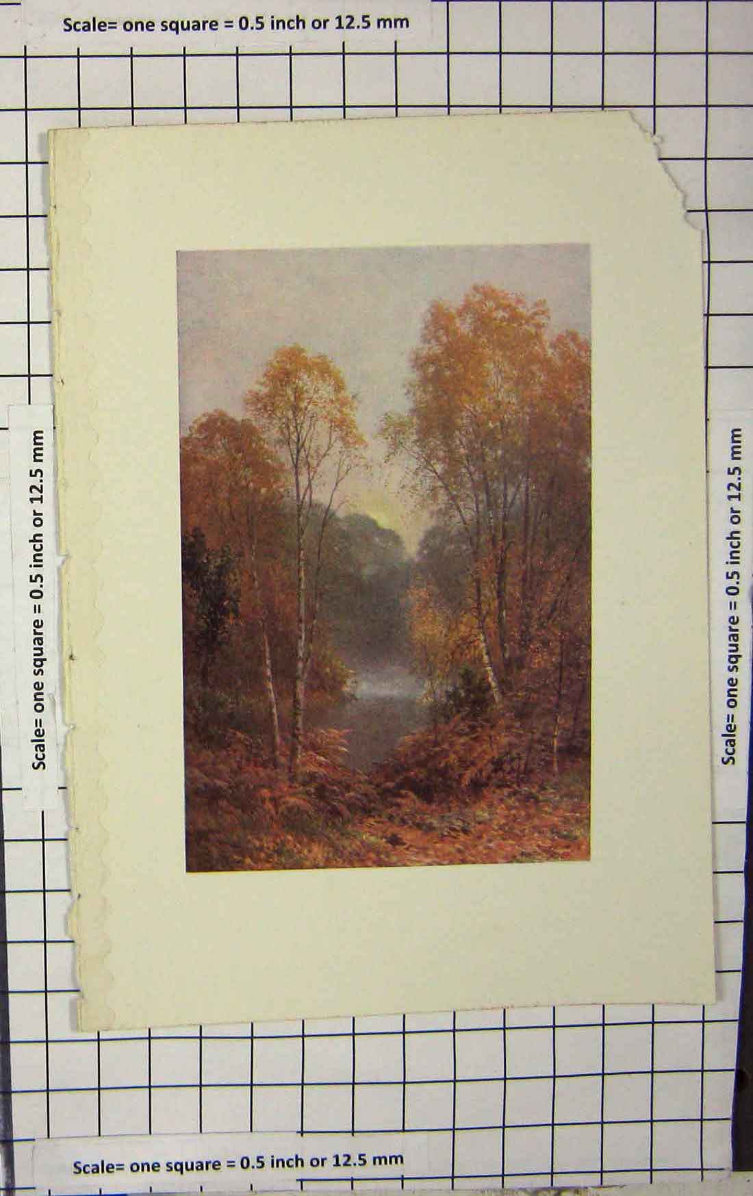 Original Old Antique Print Colour Trees Woodland River Nature 20th Century