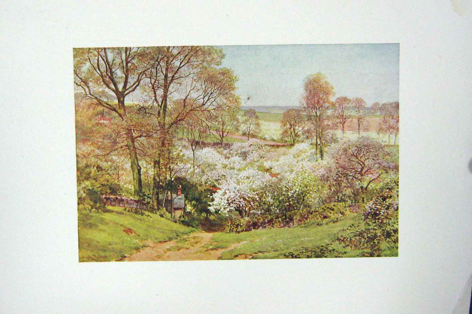 Original Old Antique Print Colour Spring Foliage Trees Blossom House