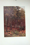 Original Old Antique Print Colour View Depths Fir Wood Ripley Trees England