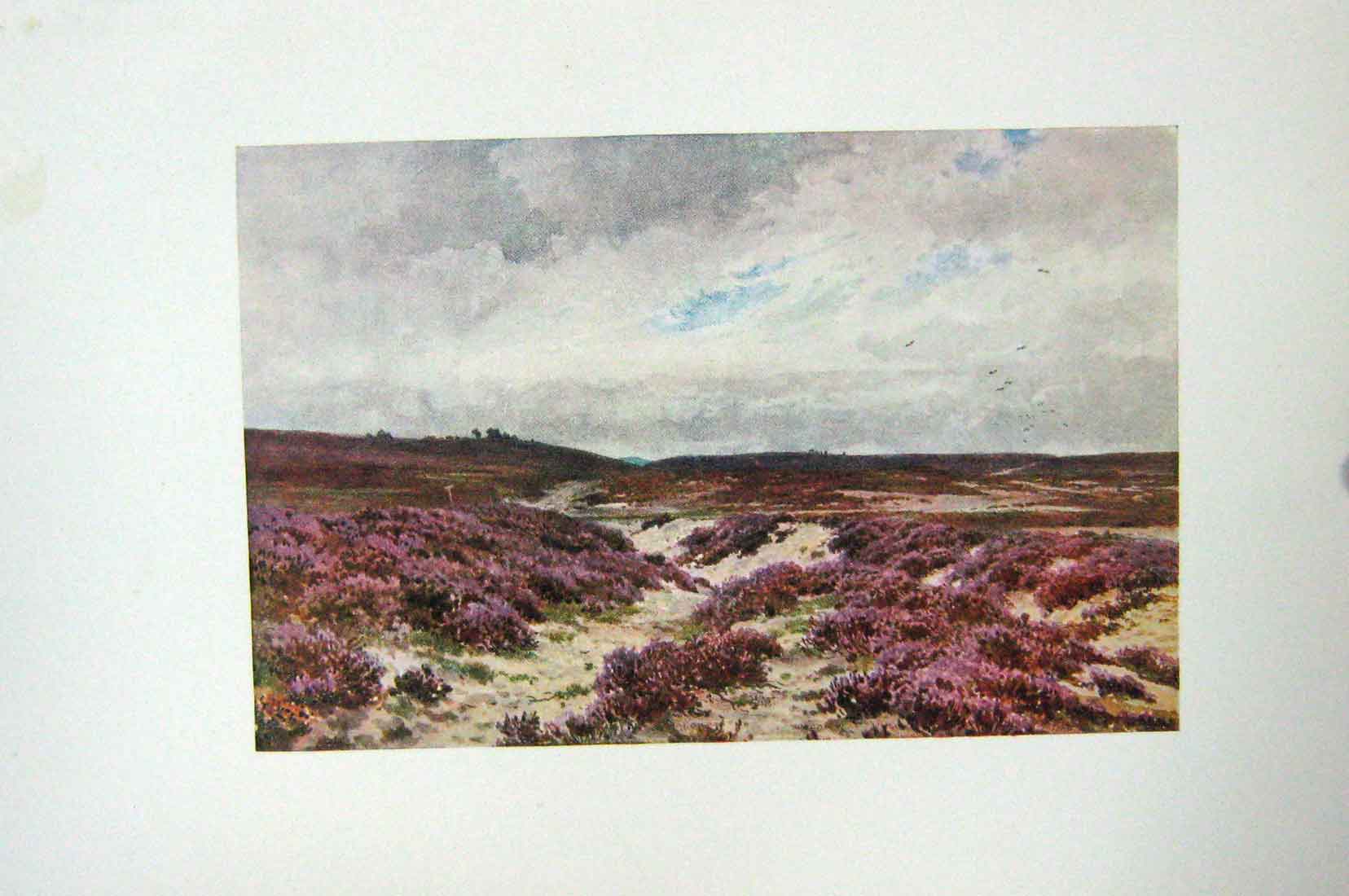 Original Old Antique Print Colour View Fresham Common Heather Hills