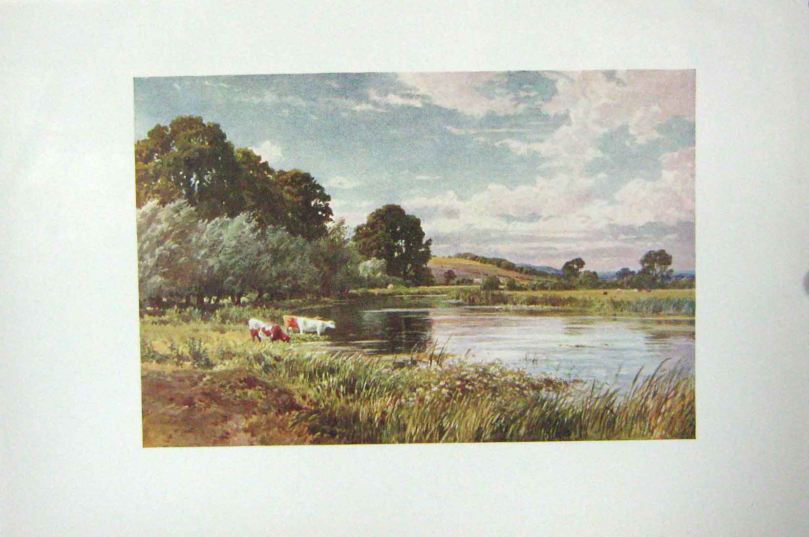 Original Old Antique Print Colour River Avon Salisbury England Cows Trees