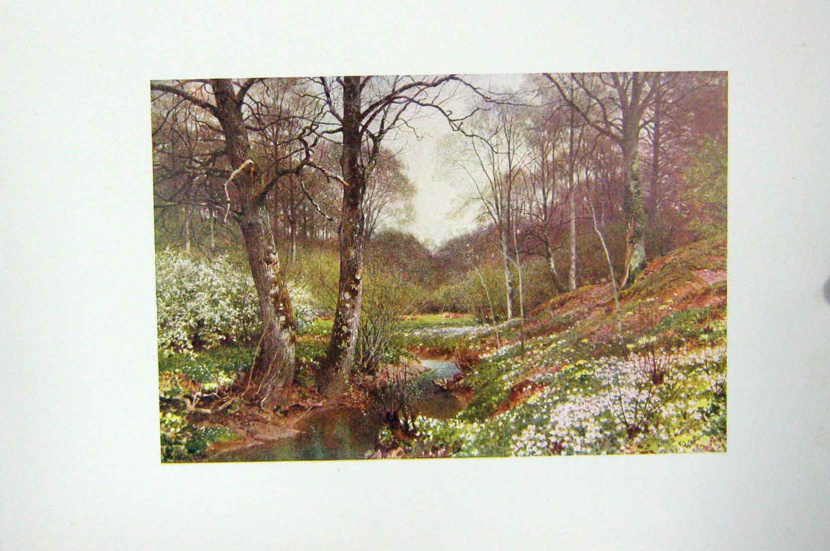 Original Old Antique Print Colour Spring Blossoms Dorking England Flowers