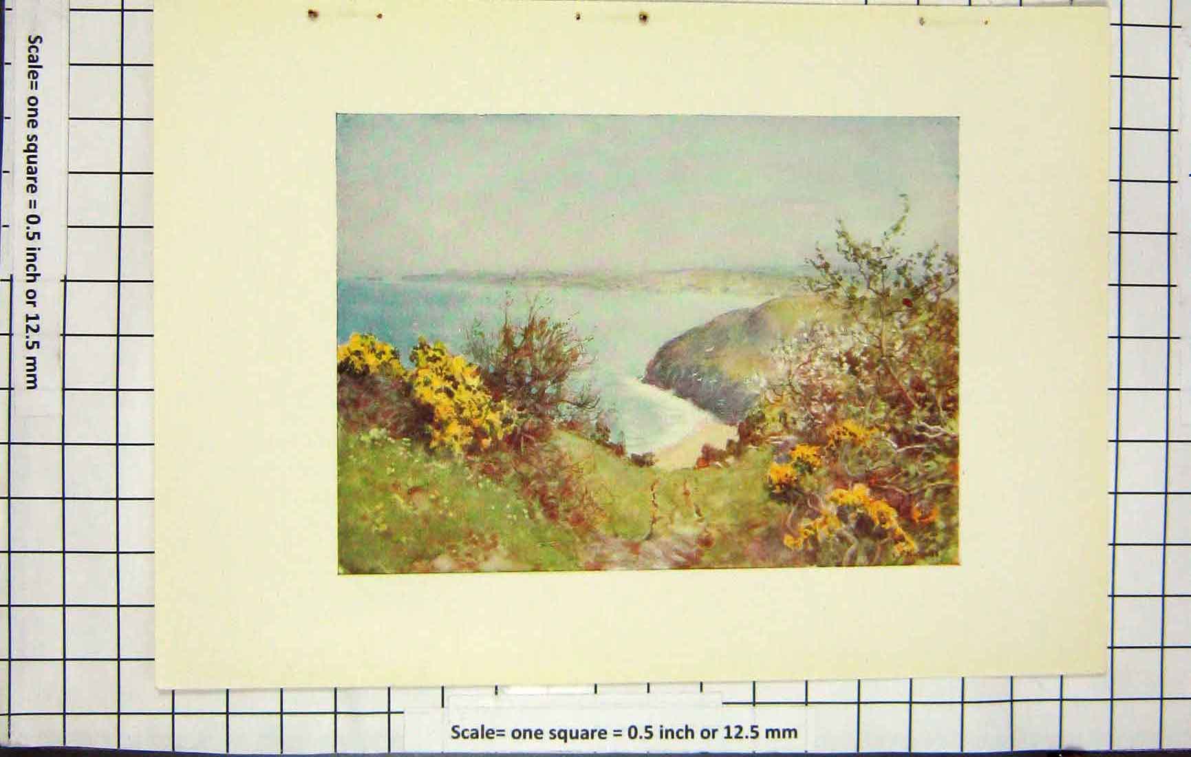 Original Old Antique Print Colour Beach Sea Bushes Flowers