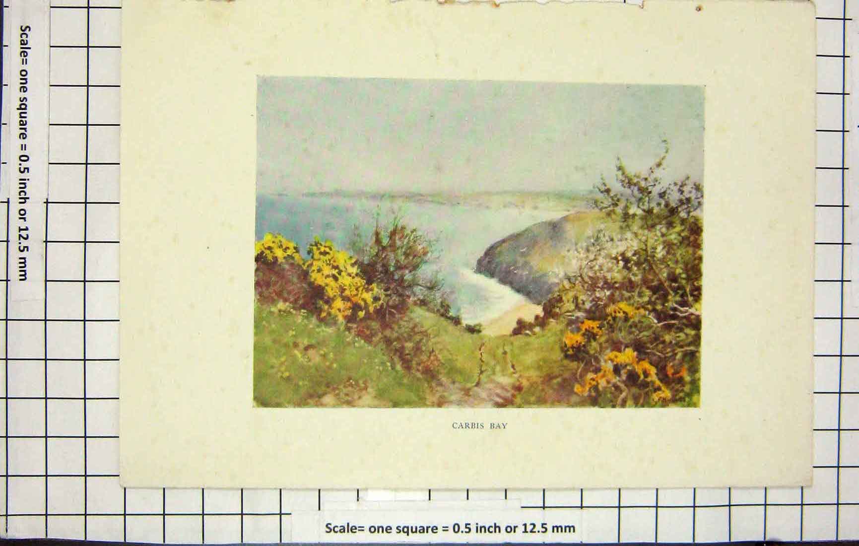 Original Old Antique Print Colour View Carris Bay Beach Bushes Flowers
