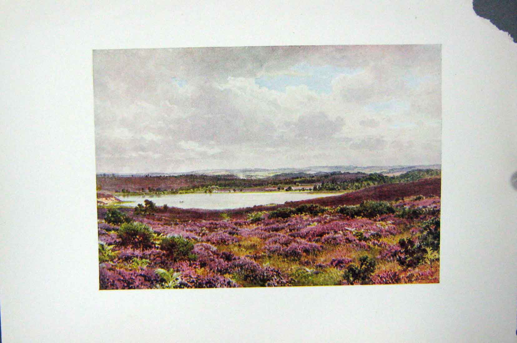 Original Old Vintage Print Colour C1920 Great Pond Frensham England 20th
