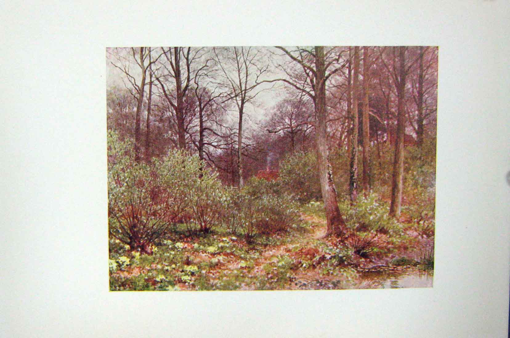 Original Old Vintage Print Colour C1920 Gamekeeper'S Cot Trees Forest Wood 20th
