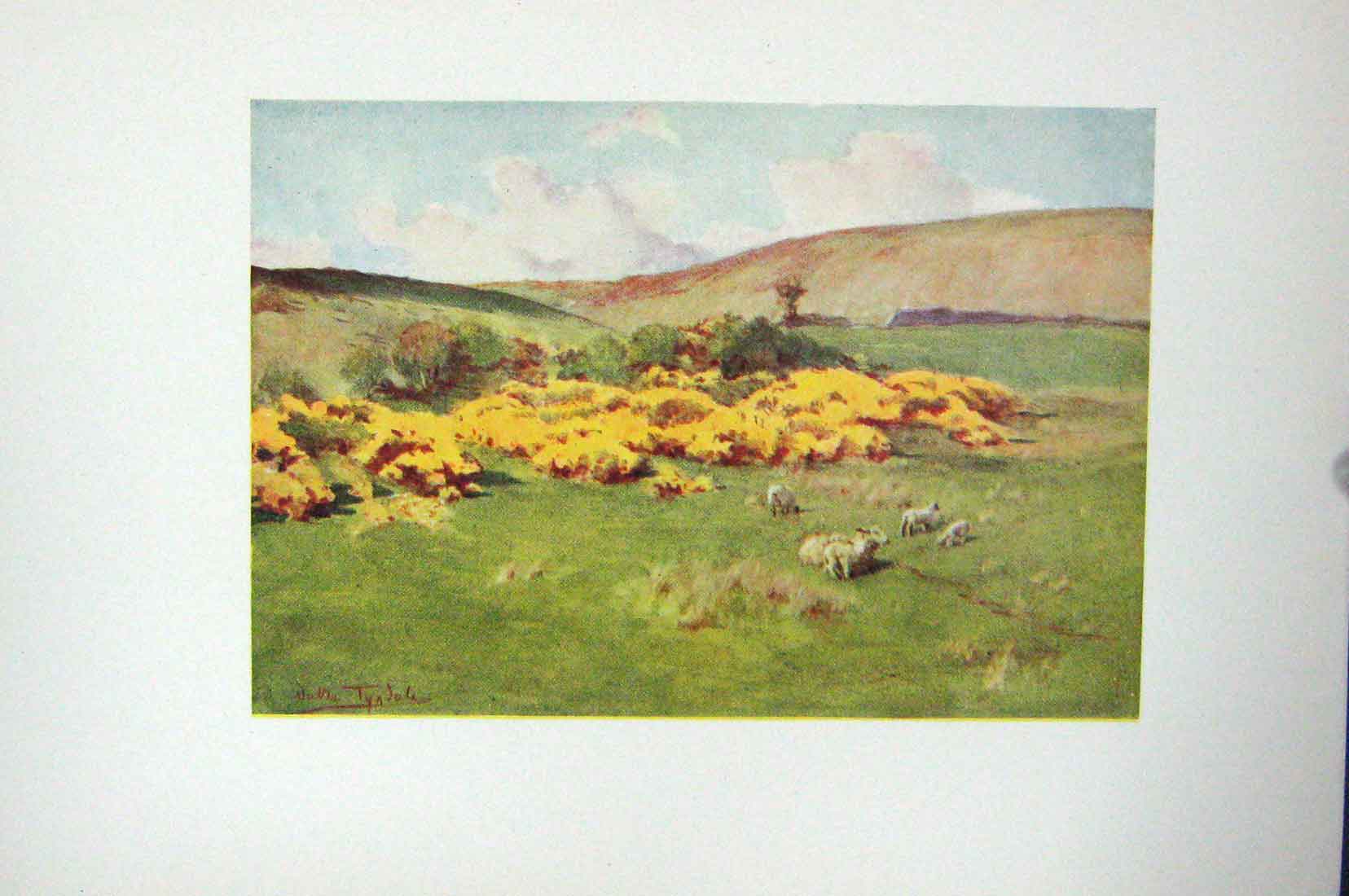 Original Old Vintage Print Colour C1920 Summer Scene Wessex England Sheep 20th