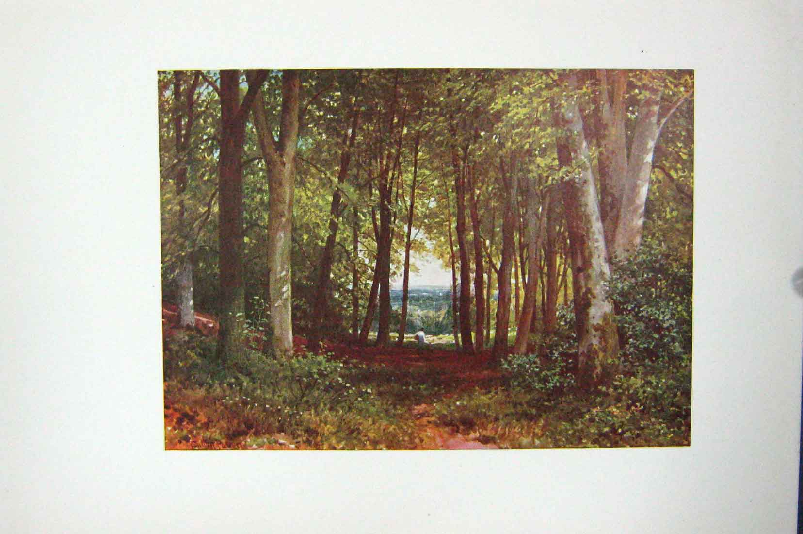 Original Old Vintage Print Colour C1920 Deer-Leap Wood Wotton Trees Forest 20th
