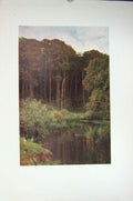 Original Old Vintage Print Colour C1920 Woodland Depths Wotton England 20th