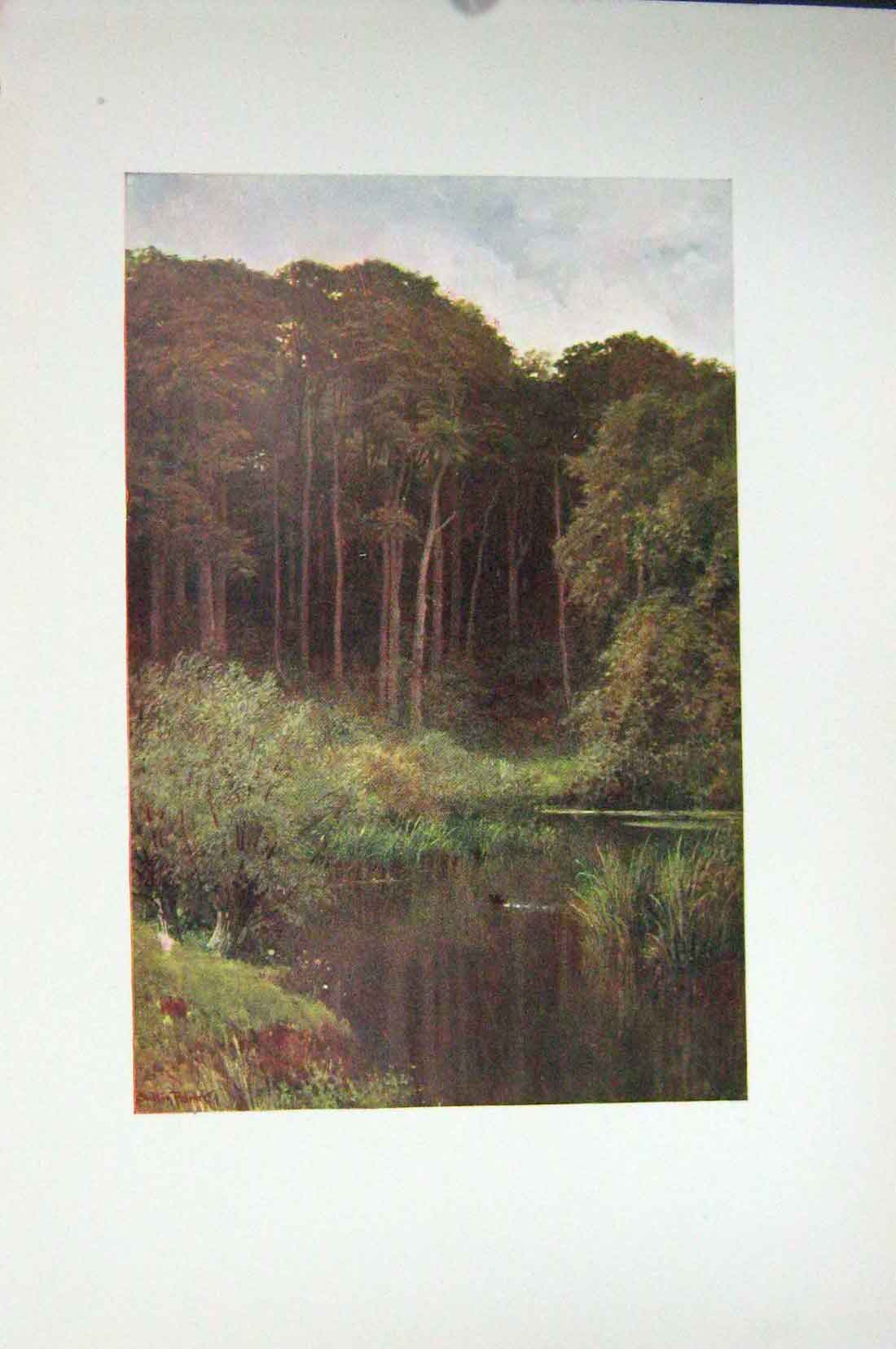 Original Old Vintage Print Colour C1920 Woodland Depths Wotton England 20th