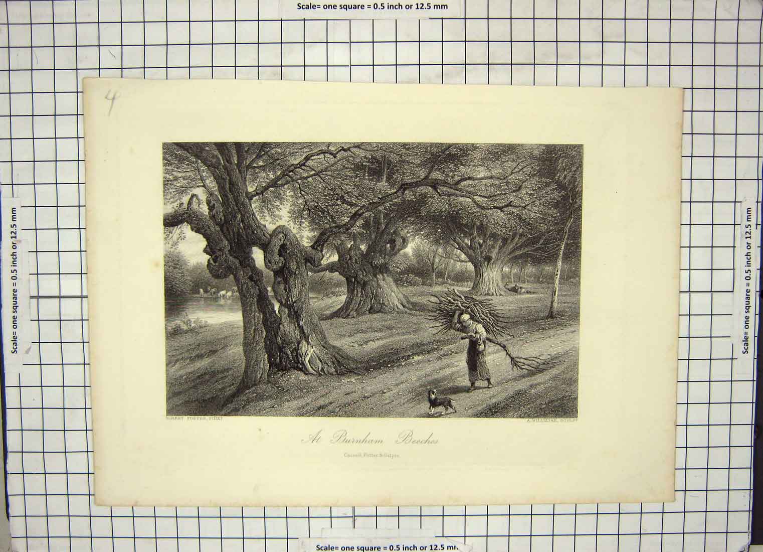 Antique Print Ref.939 Engraving View Burnham Beeches Trees Willmore Foster
