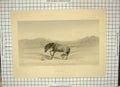 Original Old Antique Print Landseer Lewis Startled Horse Snake Grass