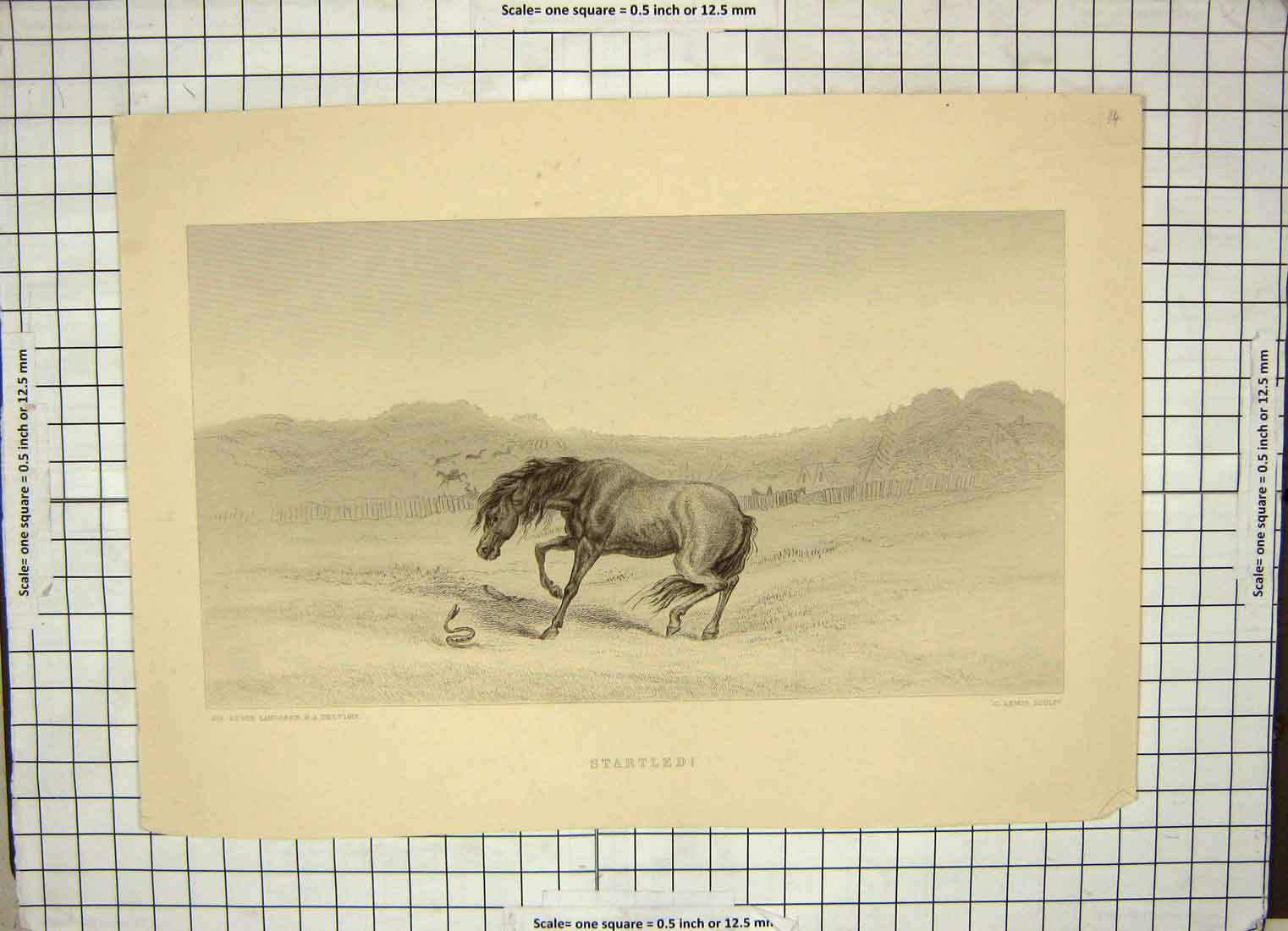 Original Old Antique Print Landseer Lewis Startled Horse Snake Grass