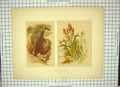 Original Old Antique Print Colour Flowers Plants Nature Day Delamotte