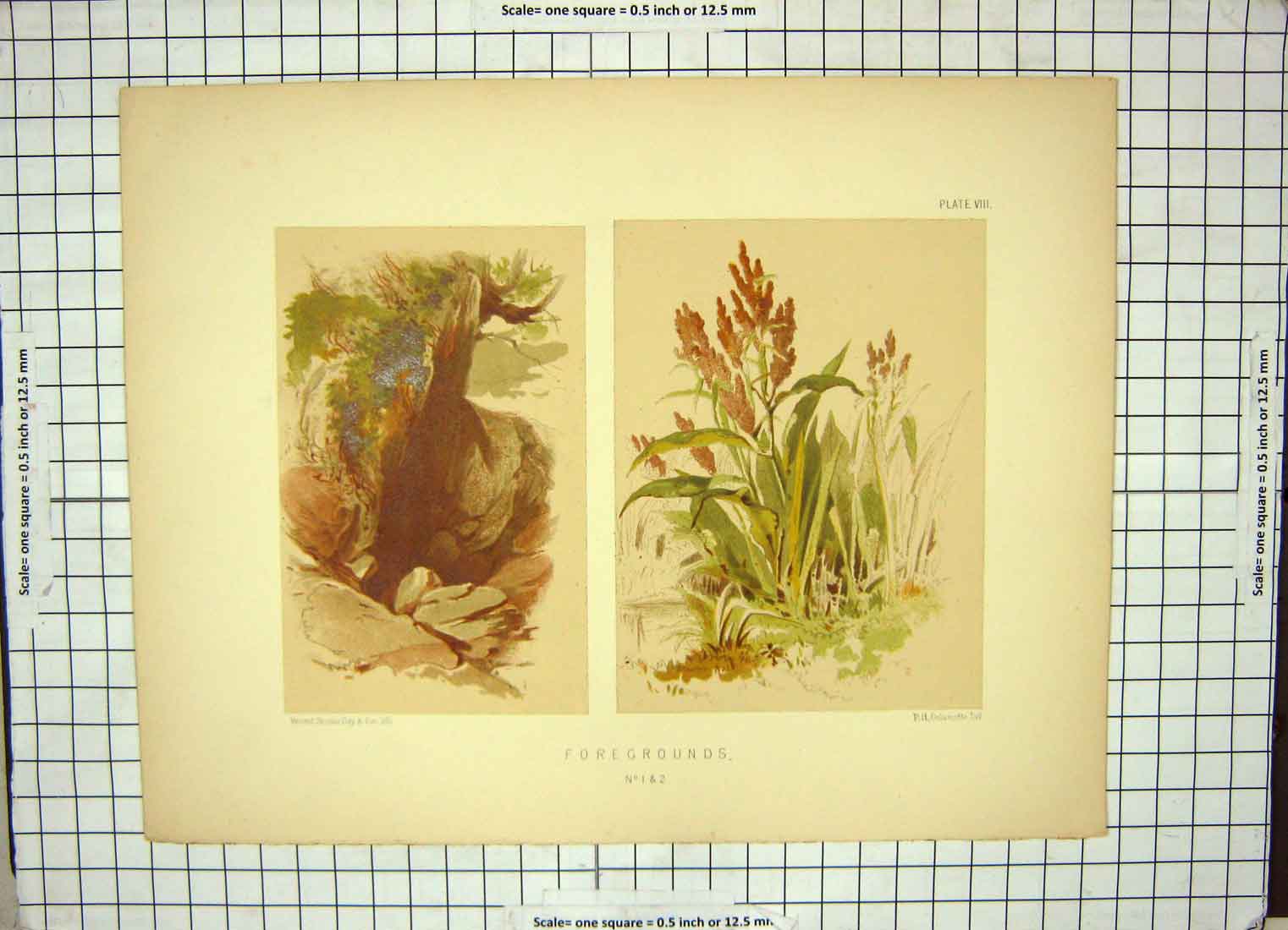 Original Old Antique Print Colour Flowers Plants Nature Day Delamotte