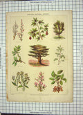 Old Antique Print Natural History Trees Cedar Nuts Thorn Lentiles Mustard 19th