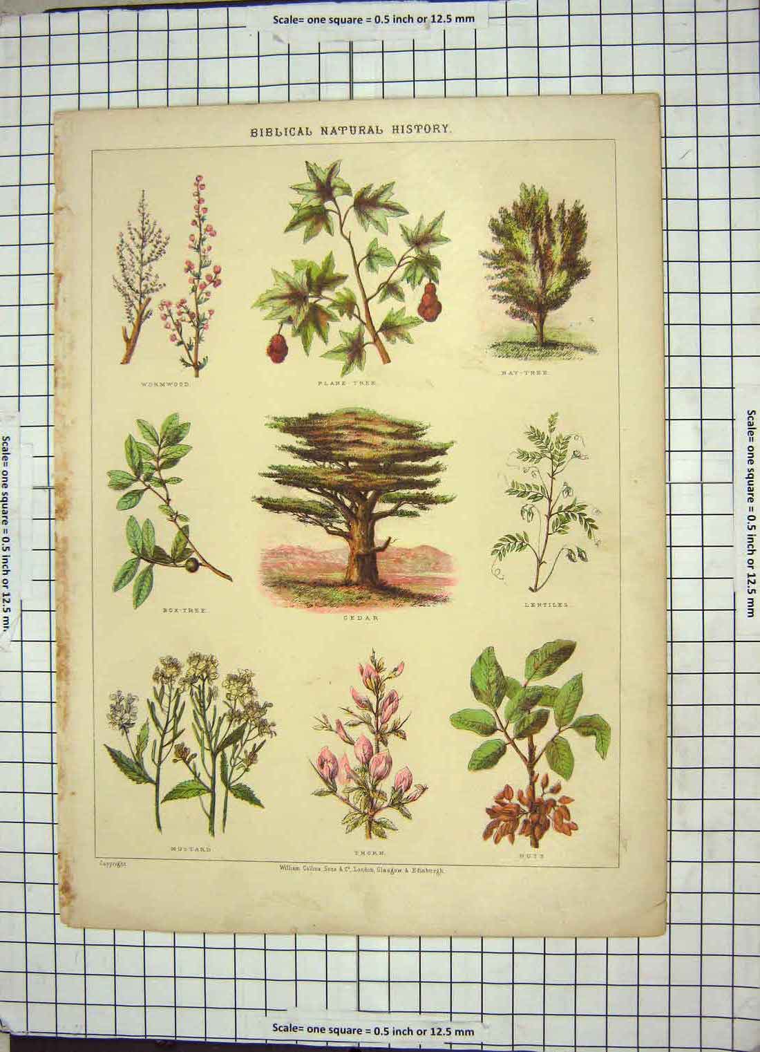 Old Antique Print Natural History Trees Cedar Nuts Thorn Lentiles Mustard 19th