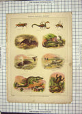 Old Antique Print Natural History Bat Whale Hornet Scorpion Frogs Viper 19th
