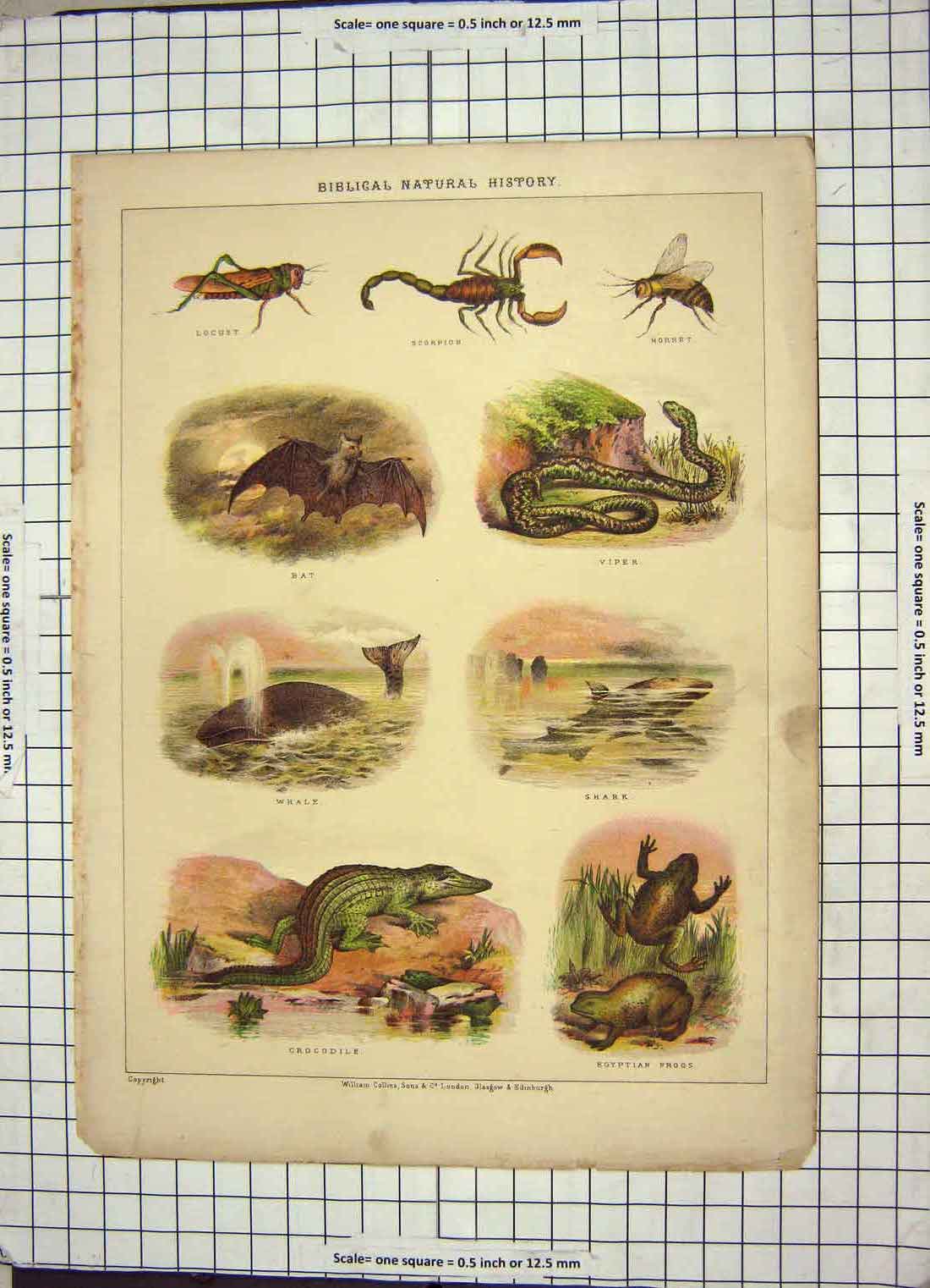 Old Antique Print Natural History Bat Whale Hornet Scorpion Frogs Viper 19th