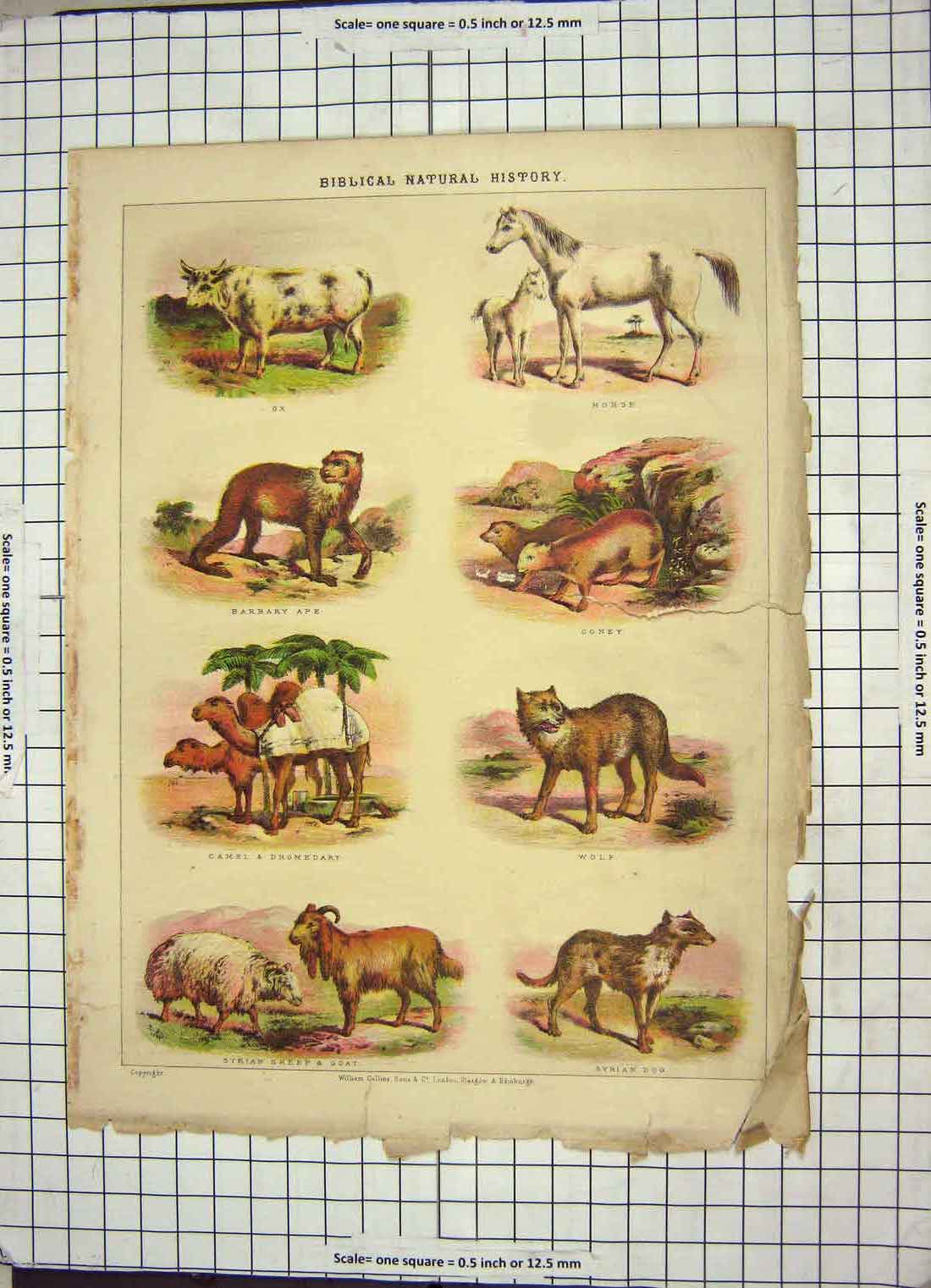 Old Antique Print Natural Hostory Wolf Syrian Dog Ox Ape Camel Sheep Goat 19th
