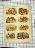 Original Old Antique Print Natural History Lione Leopard Hippopotamus Ass Bear