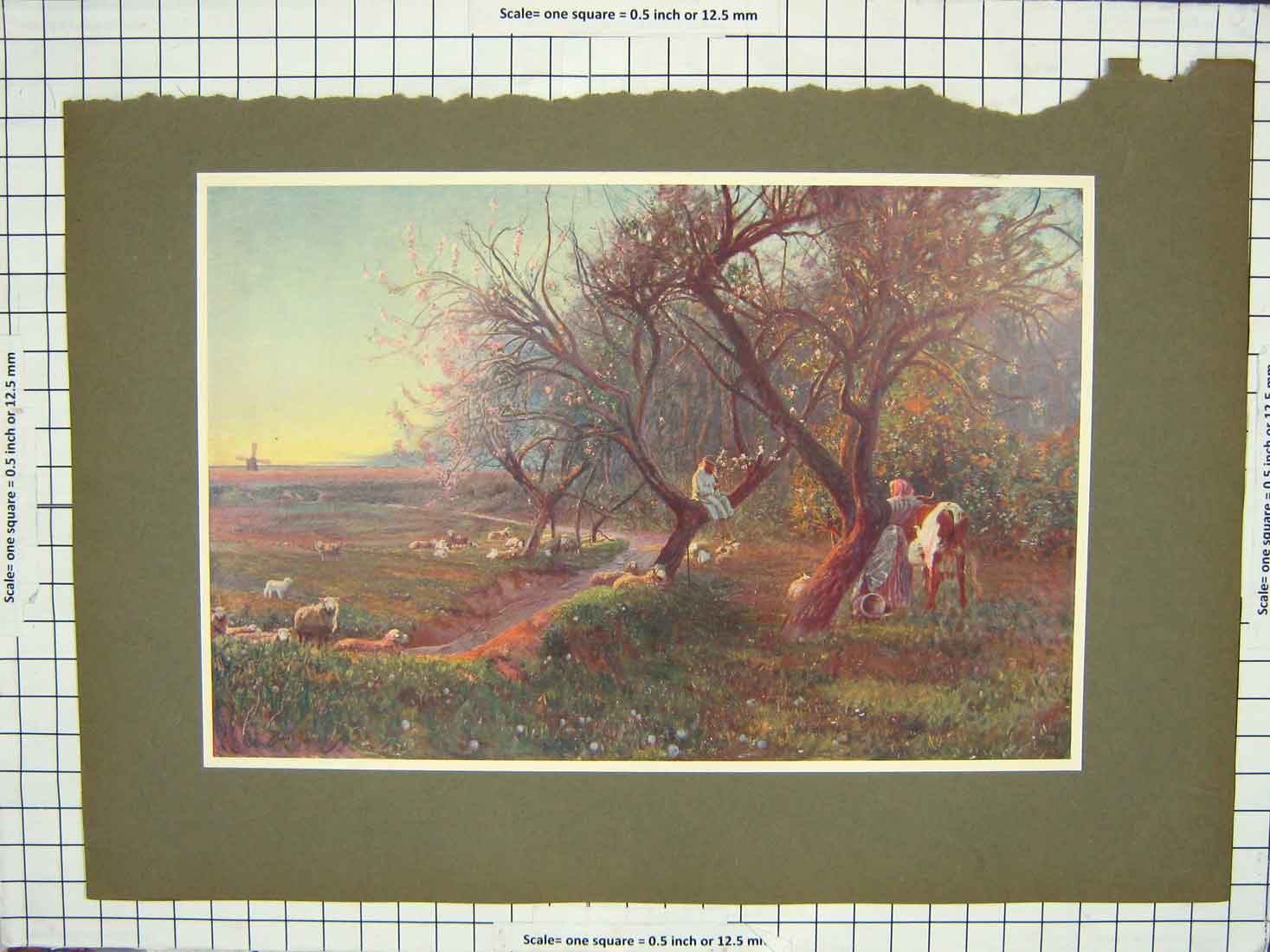 Original Old Antique Print Colour Windmill Trees Sheep Cattle Agriculture